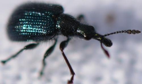 Réf. 266 512 : Involvulus caeruleus